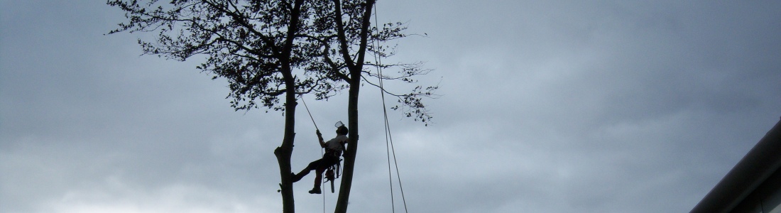 K&S Treecare