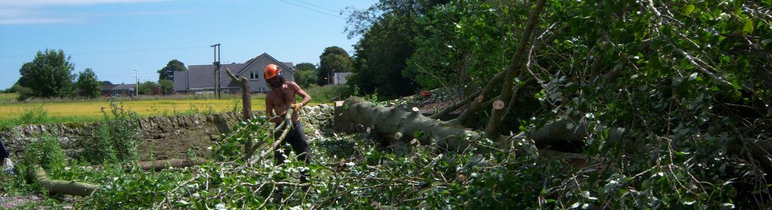 K&S Treecare
