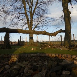 Storm damage 3