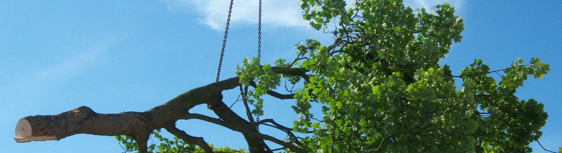 K&S Treecare