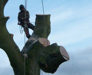 Tree Felling and Removal