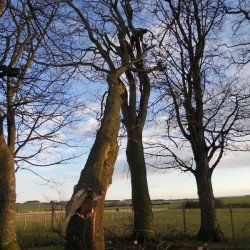 Storm damage - branch reduction