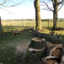 Storm damage - fence safe, plus some firewood!