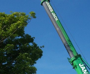 Removal of whole mature trees