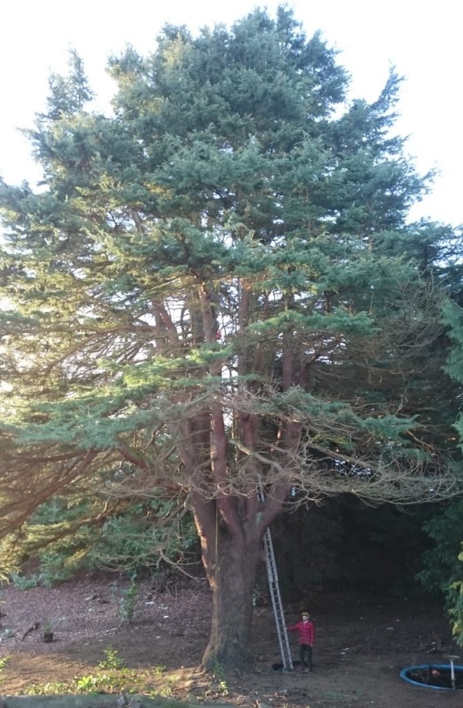 Time for some serious pruning