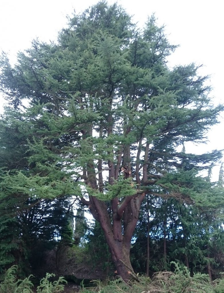 A candidate for crown lifting