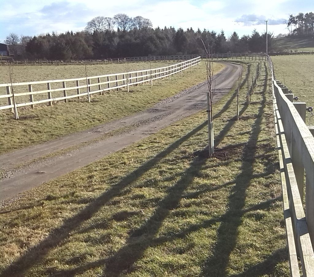 Tree planting in Angus and Aberdeenshire