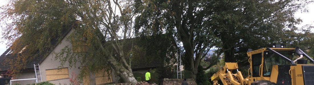 K&S Treecare